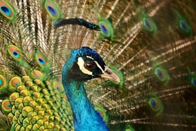 孔雀开屏局部特写摄影图片